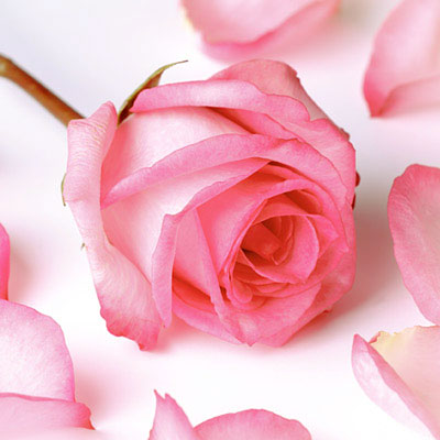 Fragrance: Rose Petals